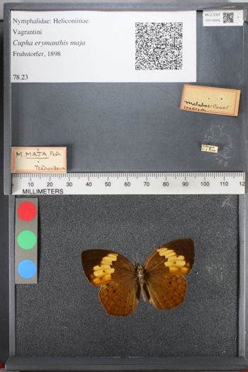 Media type: image;   Entomology 114935